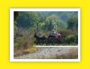 Errumania 2011 D16 (68).jpg